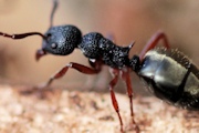 Ant (Dolichoderus scabridus) (Dolichoderus scabridus)
